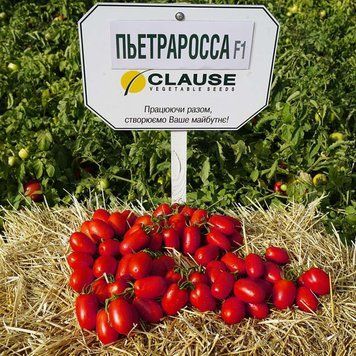 Томат Pietra Rossa F1 / П'єтра Росса F1 &ndash; 1000 насінин 34 фото