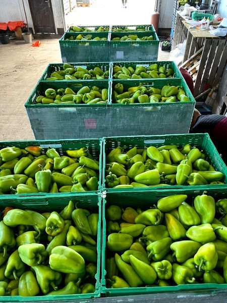 Перець Polo F1 / Поло F1 &ndash; 500 насінин 961 фото