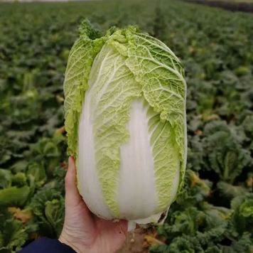 Насіння Капуста пекінська "JS 4040 F1" - 2500 шт. Joeun seeds 513 фото