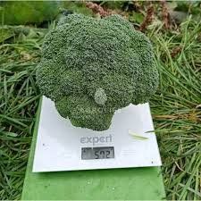 Броколі капуста Green Magic / Грін-Меджик - 1000 насінин 904 фото