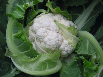 Капуста Tatuin F1 / Татуін F1 &ndash; 2500 насінин 5151894 фото