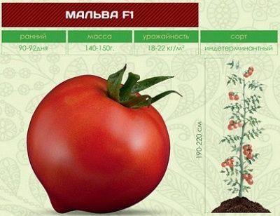 Томат Malva F1 / Мальва F1 &ndash; 5 г 61 фото