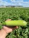 Кабачок Imperator F1 / Імператор F1 &ndash; 1000 насінин 956 фото 1